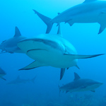 David Cusworth (DCDigitalImages) > Western Caribean photo
