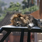David Cusworth (DCDigitalImages) > More Animals photo