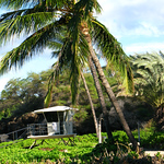 David Cusworth (DCDigitalImages) > Hawaii in December photo